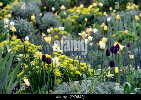 tulipa West Point, duftende, lilienblühende Tulpe, Tulpen, gelbe Tulpen, gelbe Blumen, Zwiebeln, Frühling, Euphorbia polychroma, Kissen-Kopfschmuck, Euphorbia epithymo Stockfoto