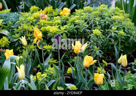 tulipa West Point, duftende, lilienblühende Tulpe, Tulpen, gelbe Tulpen, gelbe Blumen, Zwiebeln, Frühling, Euphorbia polychroma, Kissen-Kopfschmuck, Euphorbia epithymo Stockfoto