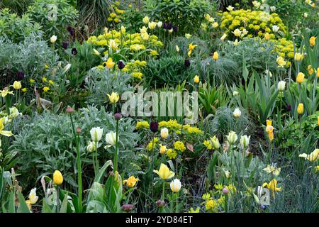 tulipa West Point, duftende, lilienblühende Tulpe, Tulpen, gelbe Tulpen, gelbe Blumen, Zwiebeln, Frühling, Euphorbia polychroma, Kissen-Kopfschmuck, Euphorbia epithymo Stockfoto