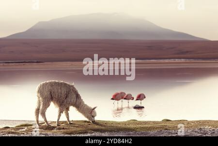 Lamas in den bolivianischen Anden Stockfoto