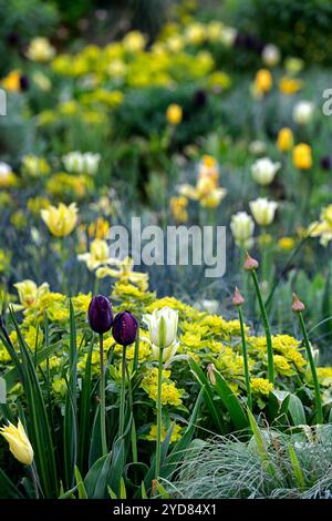 tulipa West Point; duftend; Lilienblüte Tulpe; Tulpen; gelbe Tulpen; gelbe Blüten; Zwiebeln; Frühling; euphorbia polychroma; Cushion Spurge; Euphorbi Stockfoto