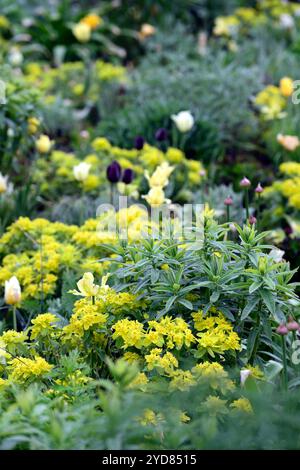 tulipa West Point; duftend; Lilienblüte Tulpe; Tulpen; gelbe Tulpen; gelbe Blüten; Zwiebeln; Frühling; euphorbia polychroma; Cushion Spurge; Euphorbi Stockfoto