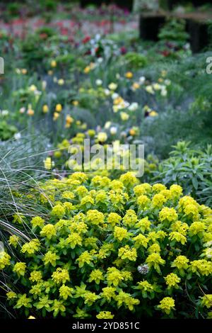 tulipa West Point; duftend; Lilienblüte Tulpe; Tulpen; gelbe Tulpen; gelbe Blüten; Zwiebeln; Frühling; euphorbia polychroma; Cushion Spurge; Euphorbi Stockfoto