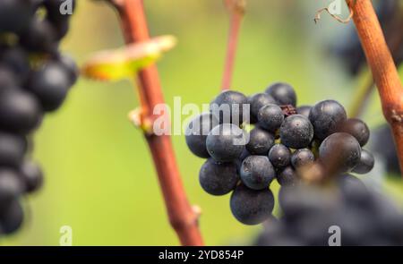 Nahaufnahme blaue Trauben, bereit zur Ernte. Nahaufnahme blauer Trauben, Vordergrund in Unschärfe. Assmanshausen, Rheingau in Deutschland. Weinberg, steiler Hang, Weinland, bereit zur Ernte. Wein Trauben B97A7983 Stockfoto