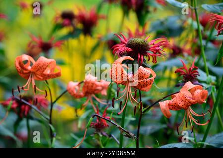 lilium lancifolium tigrinum splendens, monarda jacob cline, orange und rote Blumenkombination, gesprenkelte Markierungen, Nahaufnahme, Blumen, Pflanzenporträts, Fluss Stockfoto