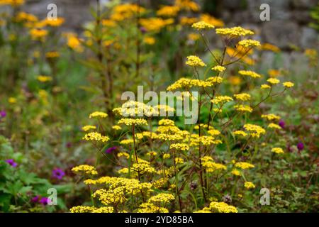 Patrinia scabiosifolia, gelbe Blumen, gelbe Dolden, blühend, gemischtes Bett, gemischte Rand, gemischte Pflanzschema, RM Floral Stockfoto