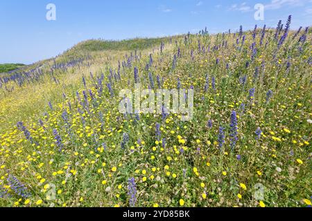 Viper’s Bugloss (Echium vulgare) und Common Cat’s Ohr (Hypochaeris radicata) blühen in Fülle auf Reifen, festen Sanddünen, Kenfig NNR, Wales, Vereinigtes Königreich Stockfoto