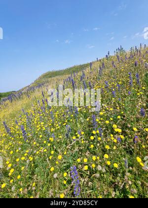 Viper’s Bugloss (Echium vulgare) und Common Cat’s Ohr (Hypochaeris radicata) blühen in Fülle auf Reifen, festen Sanddünen, Kenfig NNR, Wales, Vereinigtes Königreich Stockfoto