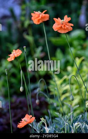 Papaver Rupifragum, mehrjähriger Mohn, spanischer Mohn, halb-doppelte orange Blüten, halb doppelt orange Blüten, orange Mohn, orange Mohn, RM Floral Stockfoto