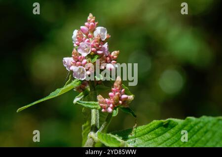 Kleiner Knotengras (Persicaria campanulata) eine im Vereinigten Königreich eingebürgerte Himalaya-Art, die im Juni an einem Waldbach, The Lizard, Cornwall, Großbritannien, blüht. Stockfoto