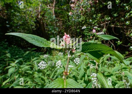 Kleiner Knotengras (Persicaria campanulata) eine im Vereinigten Königreich eingebürgerte Himalaya-Art, die im Juni an einem Waldbach, The Lizard, Cornwall, Großbritannien, blüht. Stockfoto