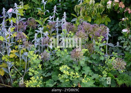 alchemilla mollis, Damenmantel, allium Purple Sensation Samenkopf, Stachys byzantina große Ohren, Lammohr, Wollhecke, silbernes Laub, silberne Blätter Stockfoto