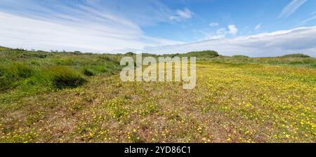 Kleiner Spearkraut (Ranunculus flammula) blüht auf einem Teppich auf sumpfigen Küstennähe, The Lizard NNR, Cornwall, Großbritannien, Juni Stockfoto