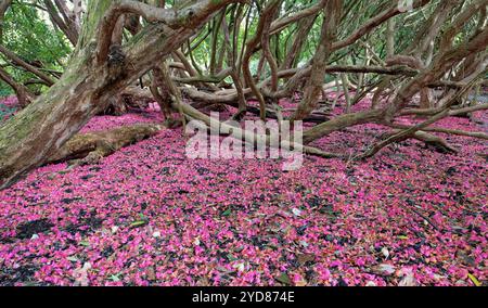 Gefallene rosafarbene Rhododendron-Blüten bedecken den Boden auf dem Woodland Walk, Lost Gardens of Heligan, Cornwall, UK, März. Stockfoto