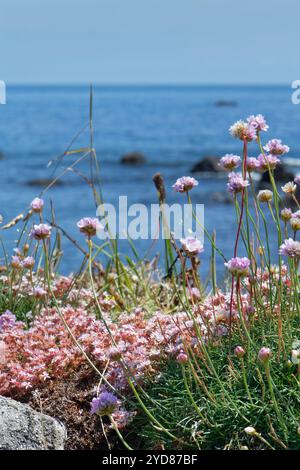 Englische Stonecrop (Sedum anglicum) und Sea thrift (Armeria maritima) Klumpen blühen im Juni auf den Klippen des Graslands, The Lizard, Cornwall, Großbritannien. Stockfoto