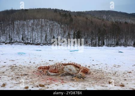 Die Überreste der mandschurischen Wapiti, die von Wölfen auf dem Eis des gefrorenen Baikalsees zerrissen wurden Stockfoto