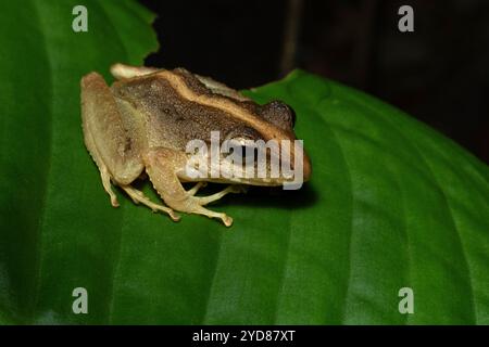 Gewöhnlicher Regenfrosch oder Fitzinger's Räuberfrosch (Craugastor fitzingeri), Nebelwald in mittlerer Höhe, Arenal, Costa Rica Stockfoto