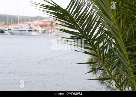 Palmblätter im Vordergrund mit einem verschwommenen Yachthafen im Hintergrund Stockfoto