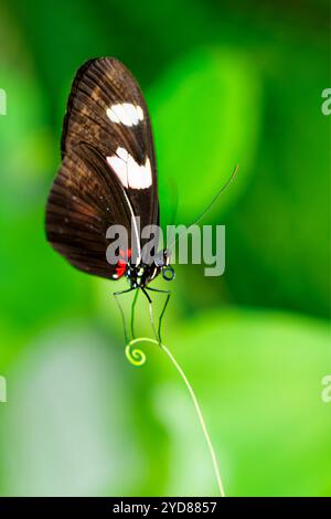 Ein anmutiger Postman-Schmetterling, der elegant auf einem üppigen grünen Blatt in einem lebendigen Garten ruht Stockfoto