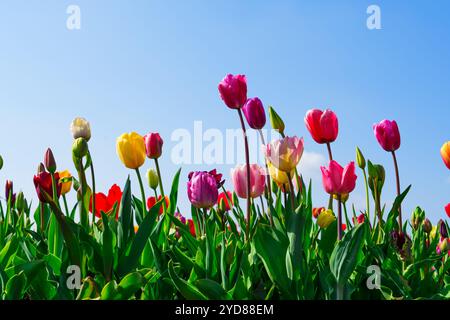 Leuchtende Tulpenblüten in verschiedenen Farben, die auf einem Feld unter einem klaren blauen Himmel blühen. Stockfoto
