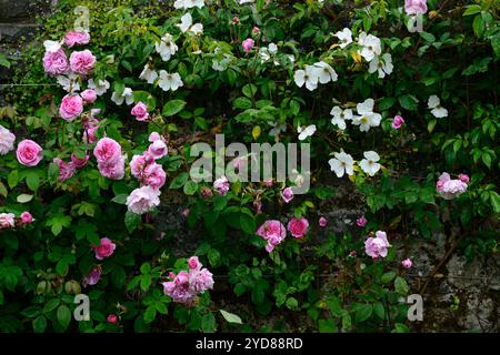 Rosa Gertrude Jekyll, Rose Gertrude Jekyll, Strauchrose, Rosen, rosa, Blume, Blumen, blühend, englische Kletterrose, Kletterrosen, RM Floral Stockfoto