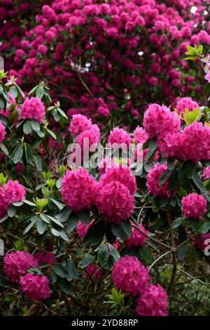 Rosa Rhododendron Blumen, rosa Rhododendron Blume, blühender Rhododendron, Frühlingsblumen, RM Floral Stockfoto