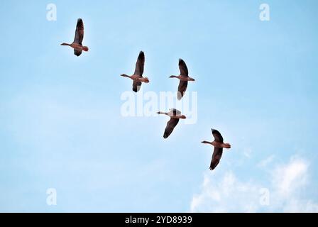 Fliegende Wildgänse am blauen Himmel Stockfoto