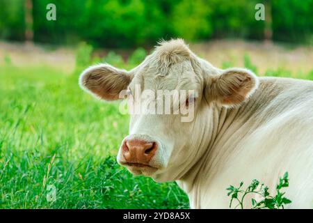 Nahaufnahme Porträt einer schönen weißen Kuh auf einer grünen Weide, die in die Kamera schaut Stockfoto