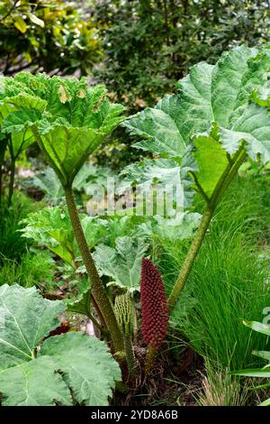 Gunnera Tinctoria, Riesen-Rhabarber, Blätter, Laub, Karmesinblütenspitze, Frühlingswachstum, neue Blätter, Wasserliebend, feuchtigkeitsliebend, invasive Arten, RM-Flora Stockfoto