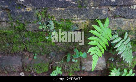 Üppige grüne Ferns und Moos auf einer alten Ziegelmauer Stockfoto