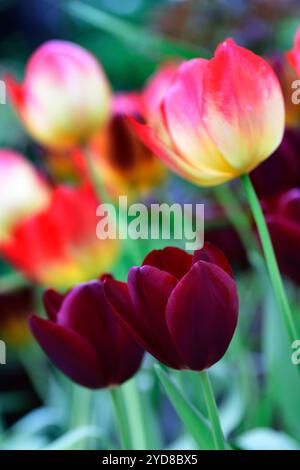 Tulipa National Velvet und Tulipa Suncatcher, Tulip National Velvet und Tulip Suncatcher, dunkelrote, kastanienbraune, rote und gelbe Tulpen, gemischte Tulpenkombination, Stockfoto