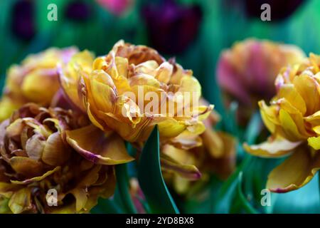 Tulip Brownie, doppelte frühe Blumen, braune orange Blumen, Tulpen, Tulpe, Blüte, Frühling, Zwiebeln, RM floral Stockfoto