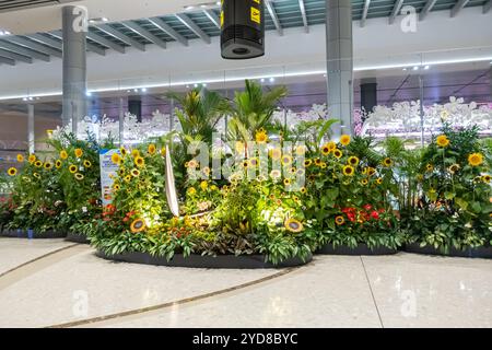 Eine Sonnenblumenpräsentation, Sonnenblumenpräsentation am Flughafen Changi Singapur Stockfoto