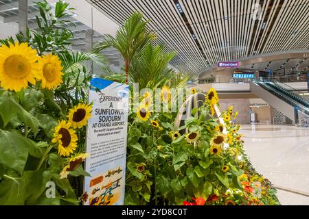 Eine Sonnenblumenpräsentation, Sonnenblumenpräsentation am Flughafen Changi Singapur Stockfoto