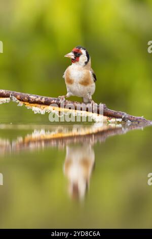 Goldfinch (Carduelis carduelis), Erwachsener trinkt am Pool, in der Nähe von Bratsigovo, Bulgarien Stockfoto
