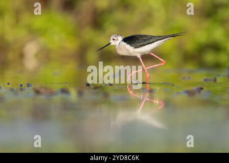 Schwarzflügelstelze (Himantopus himantopus), erwachsene Fütterung im Flachwasser, bei Bratsigovo, Bulgarien Stockfoto