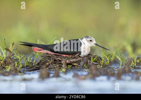 Schwarzflügelstelze (Himantopus himantopus), ausgewachsene Bruteier auf Nest, bei Bratsigovo, Bulgarien Stockfoto