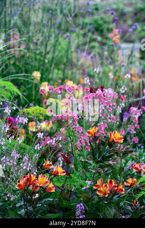 Alstroemeria Indian Summer, linaria Pfirsich, diascia Personata, orange und rosa Blumenkombination, Blumen, Blüte, Garten, Pflanzkombination, Mischung, Mischung Stockfoto