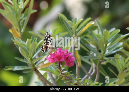 Ein Schmetterling ruht auf den leuchtend roten Hügeln einer Bougainvillea (Bougainvillea spectabilis) Stockfoto