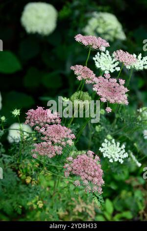 Daucus carota, umbellifer, False Queen Anne's Lace, Wild Carrot, Blume, Blumen, Blüte, RM Floral Stockfoto