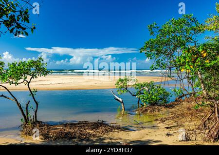 Treffen zwischen Mangroven, Fluss und Meer Stockfoto