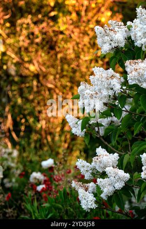 Syringa vulgaris Mme Lemoine, doppelte weiße Blüten, doppelt blühendes Flieder, Lilac Mme Lemoine, weiße Blüten vor rostorangenem Hintergrund, Gärten, RM Flo Stockfoto