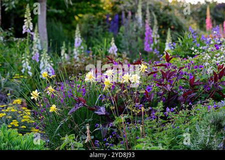 Aquilegia Chrysantha gelbe Königin, Persicaria microcephala Roter Drache, Geranium Anne Thomson, Astrantia, lila und weiße Blumenkombination, lila Blume Stockfoto