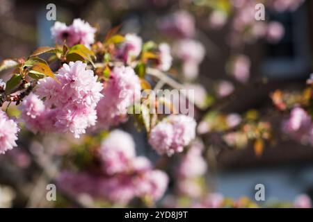 Wunderschöne rosafarbene Kirschblüten im Frühling mit weichen Zweigen und leuchtenden Blütenblättern, die Ruhe und saisonale Schönheit wecken. Stockfoto