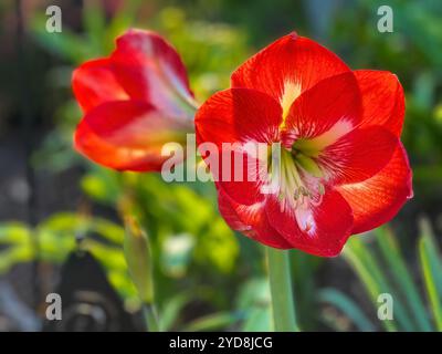 Wunderschöne rote Amaryllis-Blüte, die in einem Garten im Süden der USA wächst. Stockfoto