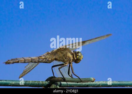 Eine große blaue Skimmer Libelle (Libellula vibriert) sitzt auf einem Zaun vor einem tiefblauen Himmel Stockfoto