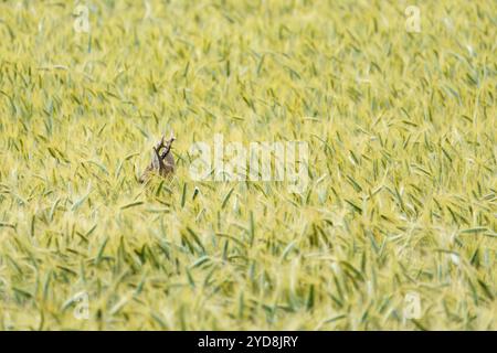 Ein männlicher europäischer Reh (Capreolus capreolus), der sich in einem Weizenfeld in ruhiger Landschaft in Wien versteckt Stockfoto