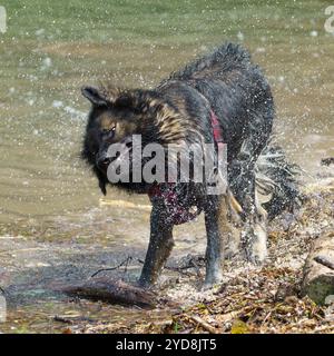 Ein reinrassiger schäferhund schüttelt nach dem Schwimmen in einem Fluss vom Wasser Stockfoto