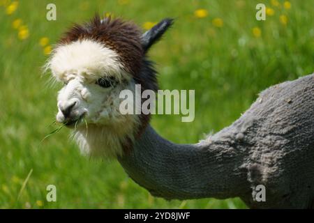 Porträt eines grauen Alpakas (Vicugna pacos) frisch geschoren, Gras fressen Stockfoto