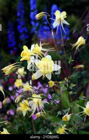 Aquilegia chrysantha gelbe Königin, blaues Delphinium im Hintergrund, blaue und gelbe Blumen, Gärten, Blume, Blumen, Blüte, gemischte Pflanzkombination, mi Stockfoto